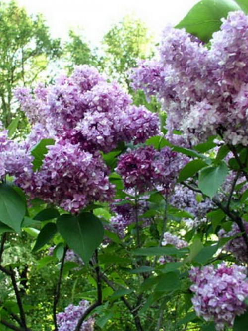 Сирень цвет. Описание листьев и цветов сирени (с фото)