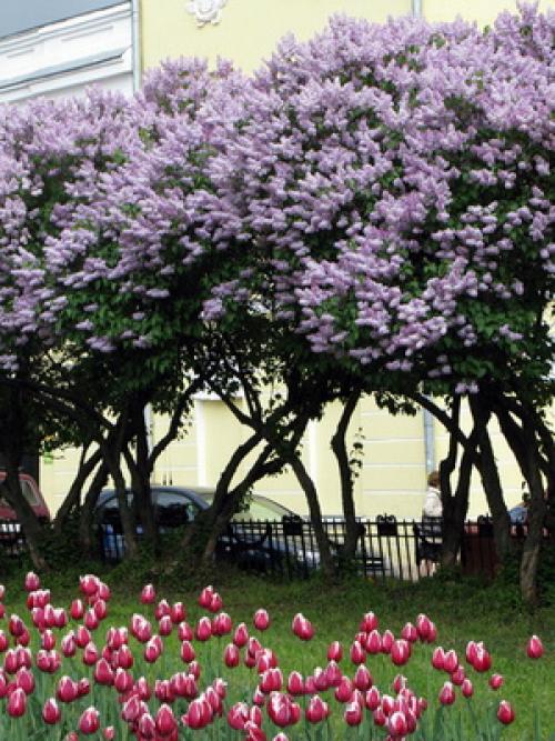 Сирень цвет. Описание листьев и цветов сирени (с фото)