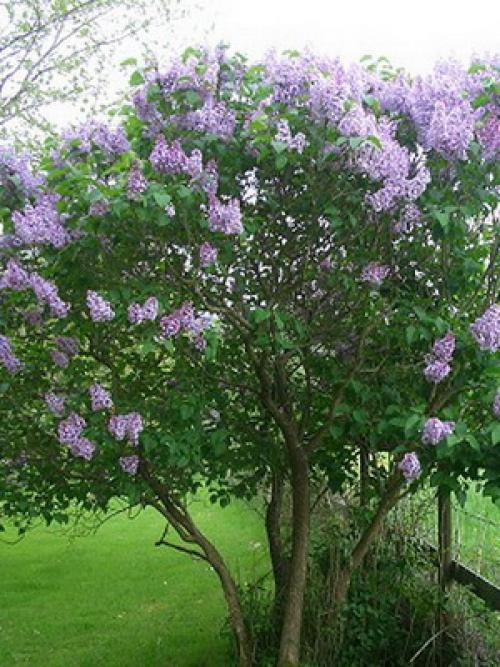 Сирень цвет. Описание листьев и цветов сирени (с фото)