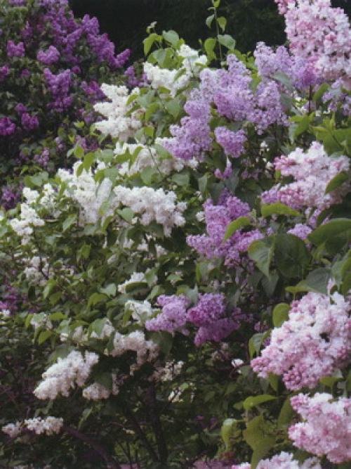 Сирень цвет. Описание листьев и цветов сирени (с фото)