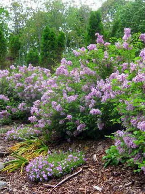 Сирень цвет. Описание листьев и цветов сирени (с фото)