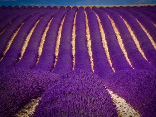 Фиолетовый цвет в психологии. Фиолетовый цвет: значение в психологии