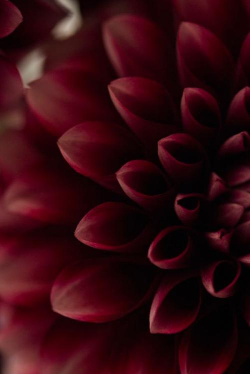 Марсаловый. Всё, что нужно знать о цвете Марсала