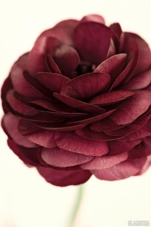 Марсаловый. Всё, что нужно знать о цвете Марсала