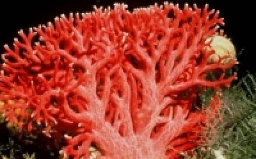 Коралловый цвет в одежде психология. Коралловый цвет