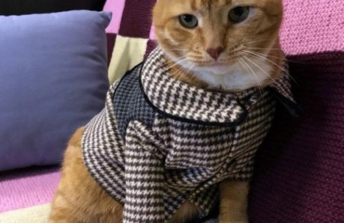 Что можно сшить из старого драпового пальто. Что можно сшить из старого пальто? 10 идей с фото в тему!