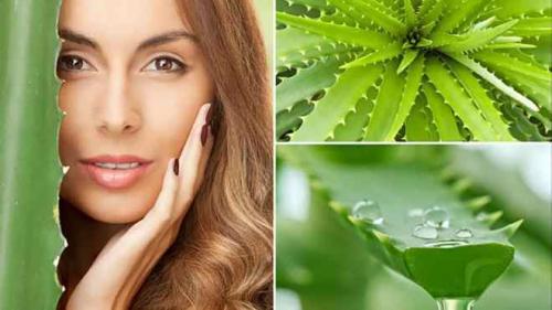 Протирать лицо листом алоэ. Косметическое масло алоэ в домашних условиях