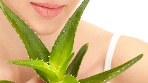 Протирать лицо листом алоэ. Косметическое масло алоэ в домашних условиях