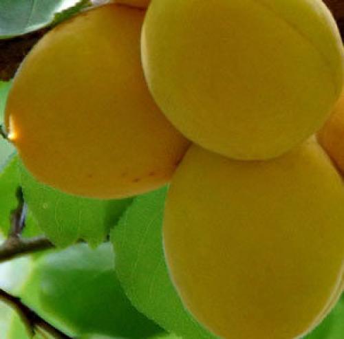 Как удалить волосы в зоне бикини без раздражения. День за днем: интимная депиляция дома