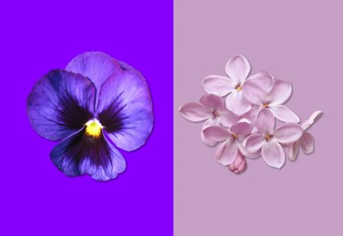 Лиловый цвет. Учимся отличать фиолетовый цвет от сиреневого. Мой способ