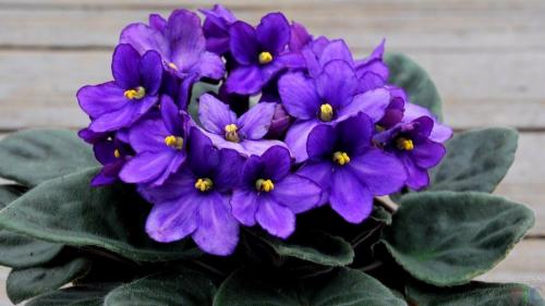 Лиловый цвет. Учимся отличать фиолетовый цвет от сиреневого. Мой способ