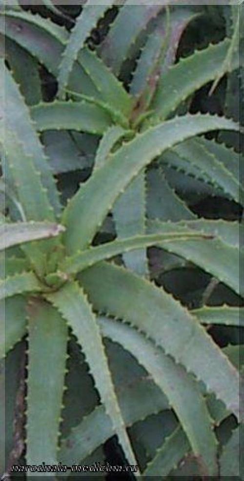 Алоэ для омоложения лица. Алоэ – омоложение кожи лица