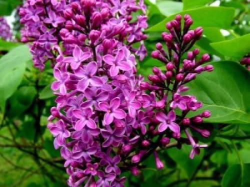 Лиловый цвет