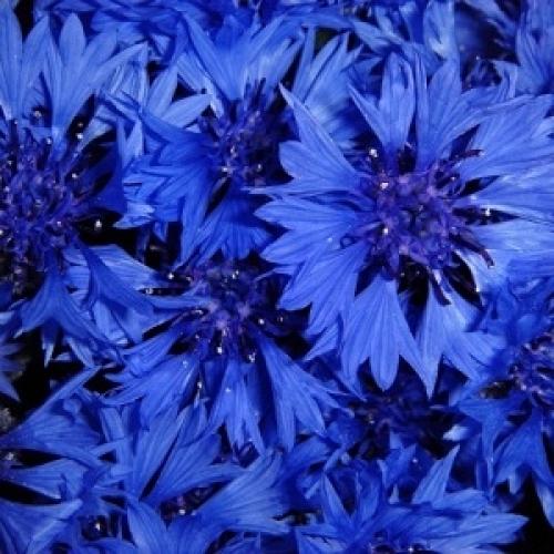 Каким значением отличается благородный синий цвет. Рублевский голубец 02