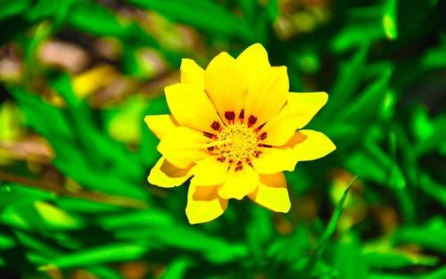 Желтый цвет разлуки. К чему дарят жёлтые цветы: стоит ли верить в приметы?