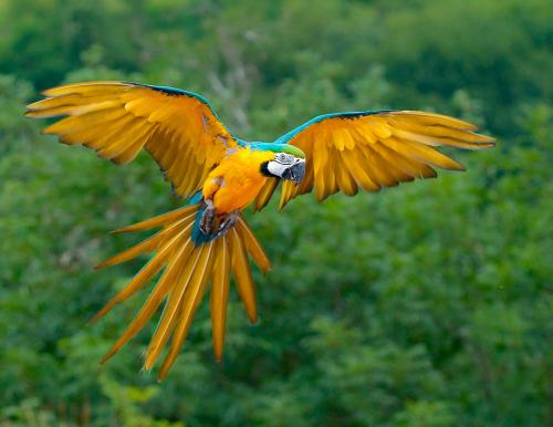 Восприятие цвета глазом. Интересные факты о цветном зрении