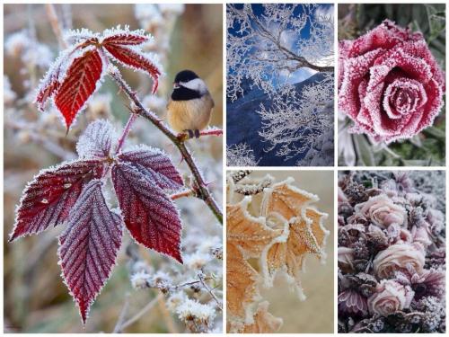 Ночная Зима цветотип. Я наконец определилась! Глубокая/Темная ЗИМА (Deep/Dark Winter)