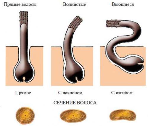 Креативные стрижки на вьющиеся волосы. 100 модных стрижек на вьющиеся волосы с фото