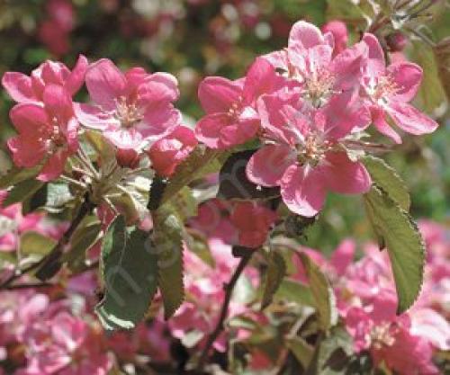 Переходы Теплой осени в соседние цветотипы: как это работает 11