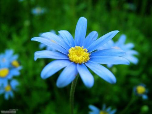 Психология голубого цвета в профессии человека. LiveInternetLiveInternet