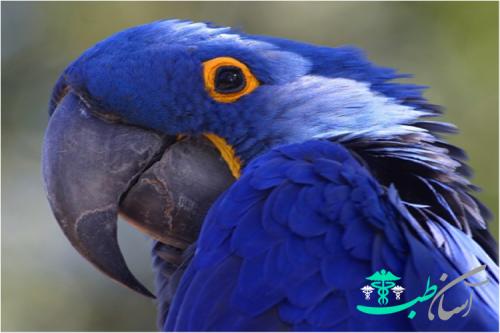 Темно-синий цвет: значение. Психологическая характеристика синего цвета