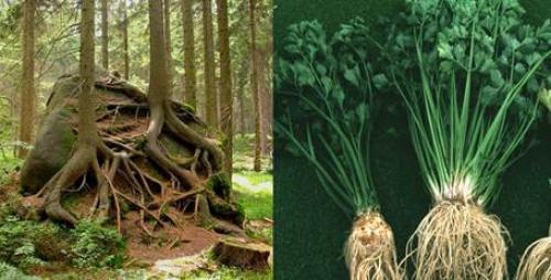 Что такое румяна и для чего она используется