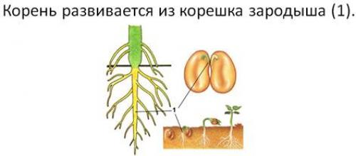 Какие типы румени существуют. Виды корней и типы корневых систем