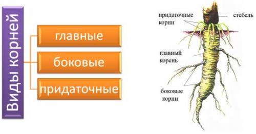 Какие типы румени существуют. Виды корней и типы корневых систем