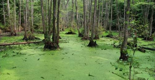 Зеленый цвет в психологии. Зеленые символы современности 09