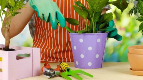 Как ухаживать за растениями, выращенными в таких горшках. Уход за комнатными растениями в домашних условиях