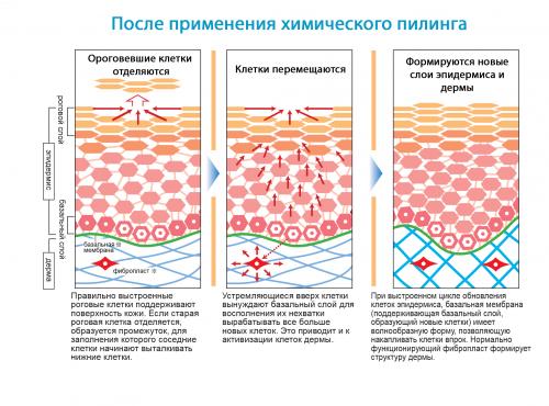 Какой должна быть частота пилингов для поддержания здоровой кожи лица. Что это такое?