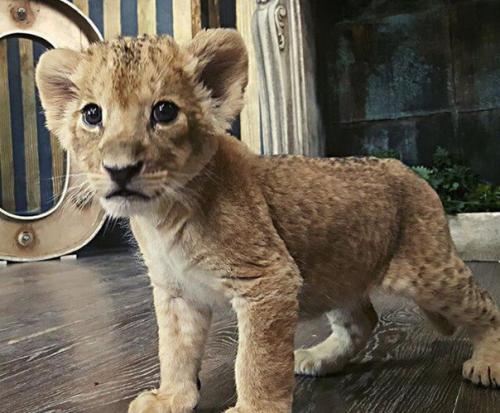 Добрый вечер!  Мы приглашаем принять участие в фотопроекте с львенком 16 октября. 03