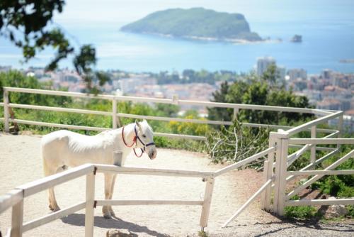 Фотограф Черногория. Индивидуальные съёмки, свадебные, Love - Story, Family, Beauty. 08