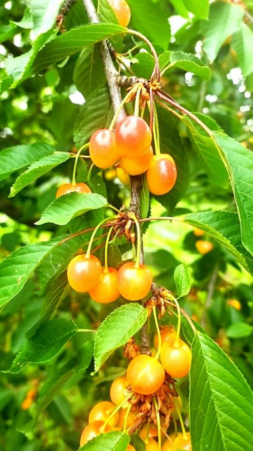 - Бабулечка, в субботу я еду на лекцию - перформанс для психологов и логопедов. 04 - Бабулечка, в субботу я еду на лекцию - перформанс для психологов и логопедов. 04