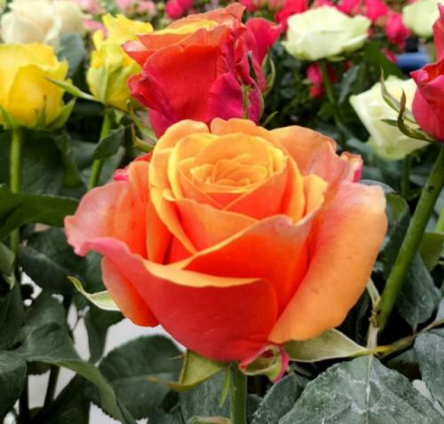 - Бабулечка, в субботу я еду на лекцию - перформанс для психологов и логопедов. 05 - Бабулечка, в субботу я еду на лекцию - перформанс для психологов и логопедов. 05