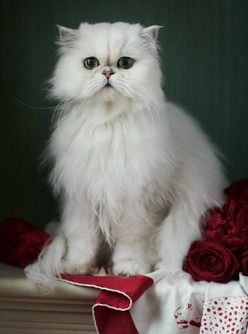 Аамито лагум для Harper's Bazaar UK, апрель 2019 г. 01