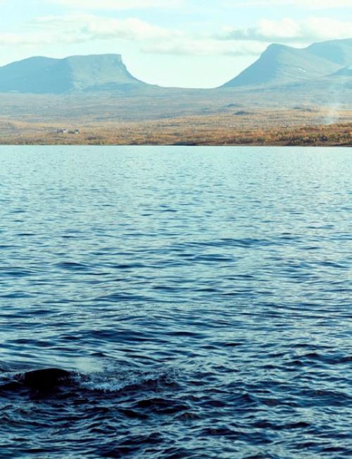 Милоу ван гроссен в фотосессии пола беллаарта для Vogue Netherlands January/February 2016. 04