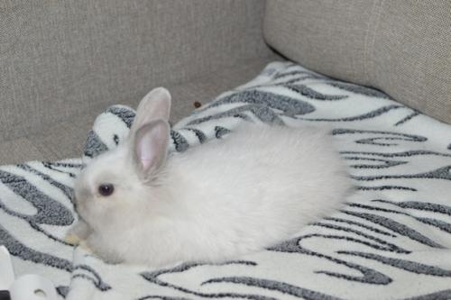 С 1 апреля фотостудия Колибри представляет праздничный семейный фотопроект Прованс! 08