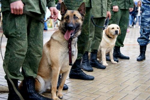 Белгород строитель.  Все профессии нужны: в Белгороде прошёл парад профеcсий. 01