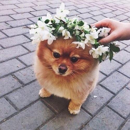 Милые наши красавицы? 04 Милые наши красавицы? 04