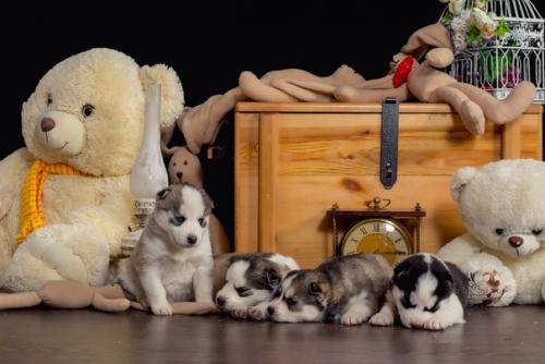 Вот и подросли наши очаровательные модели, чтобы поучаствовать в семейных фотосессиях! 08