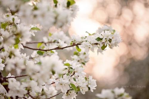 Фотодень Следуй за Белым Кроликом который состоится 4- го июня в парке коломенское. 04