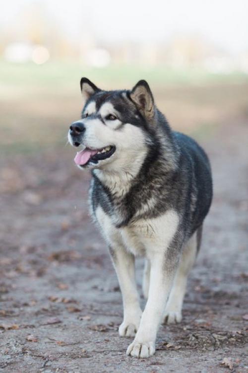 Мы встречаем весну по-королевски 9 апреля сказочный фотопроект Kingdom для королев, графинь и принцесс. 04