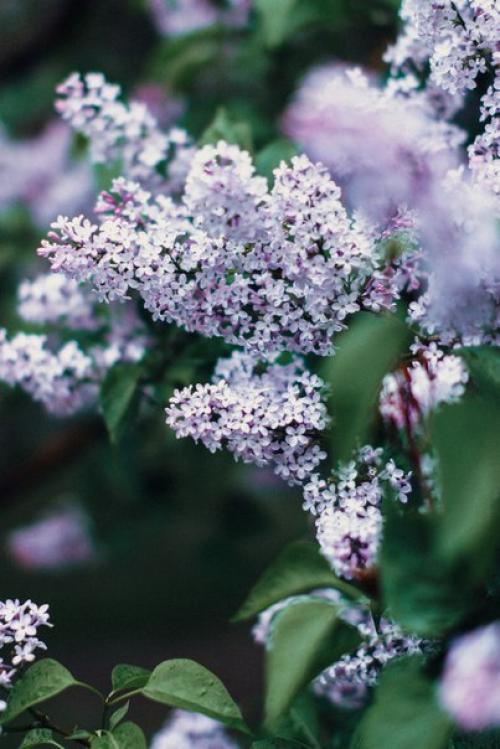 Яблони отцвели, образы отсняты. 01