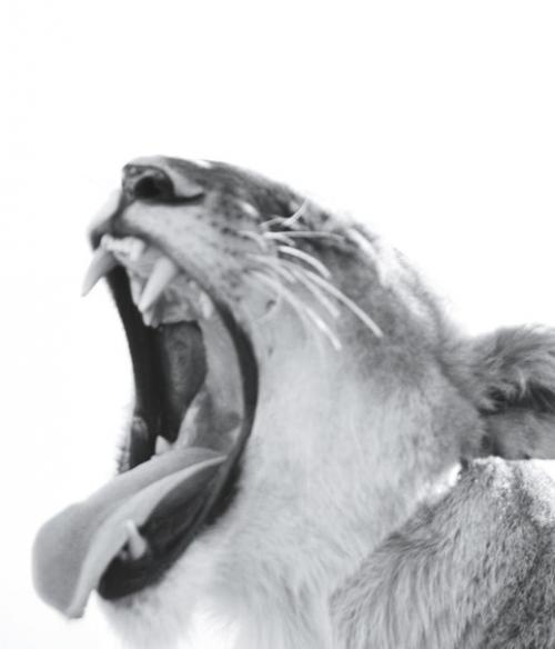 Great Explorations IN Kenya: Анна эверс и Эди Кэмпбелл в фотосессии Майкла дженссона для WSJ. 08