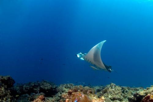 Новости The Sun Siyam Iru Fushi Maldives 5 *. 03