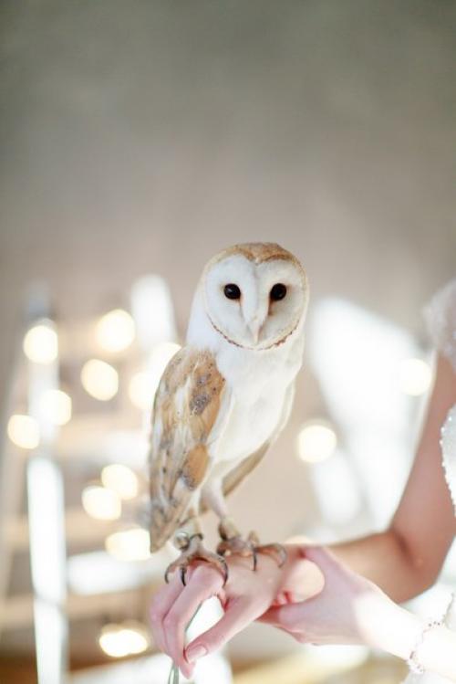 Царевна - лебедь. Образ прекрасен за его легкость, воздушность и птичью тематику, которая становится все более и более популярной. 06 Царевна - лебедь. Образ прекрасен за его легкость, воздушность и птичью тематику, которая становится все более и более популярной. 06