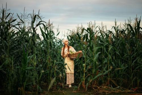 Съемка специально для проекта Сбор Урожая - Кукурузные Поля. 07