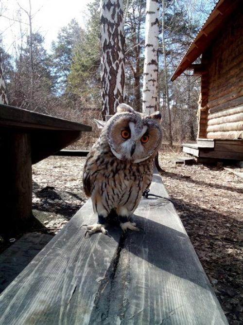 Есть пару мест на фотосъемку с совушкой на 14 ноября! 01