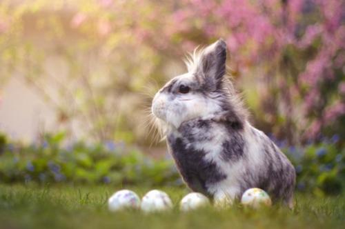 Светлая пасха - мои дорогие, 8 апреля приглашаю вас на тематический фотопроект, посвященный этому замечательному дню? 04